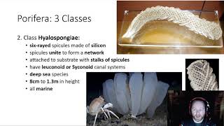 Phylum Porifera  3 Classes of Porifera [upl. by Anez]