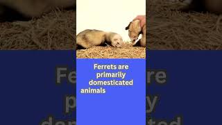 Very Cute Domesticated Animal Ferret sadanandpal ytshots cute cuteanimal viralvideo [upl. by Knick631]