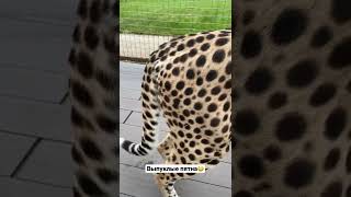 Cheetah has raised spots😳  У гепарда выпуклые пятна [upl. by Davison309]