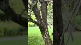 The cutest baby racoon eating apples falling from the tree [upl. by Akym]