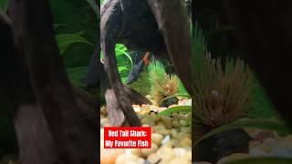 Meet Dante The Red Tail Shark 🔴🦈 My Favorite Tropical Fish In The Tank tropicalfish redtailshark [upl. by Tenaj]