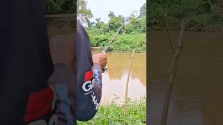 IKAN BAUNG KUNING❗ mancingikanbaungdisungai mancing ikanbaung baungsungai catfish shorts fish [upl. by Orazal]