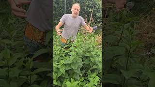 Jerusalem Artichoke helianthus tuberosus vegetablegrowing permaculture herbs ideas gardening [upl. by Gilboa]