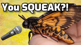 MOTH SQUEAKS ✨DeathsHead Hawk Moth [upl. by Engelhart523]