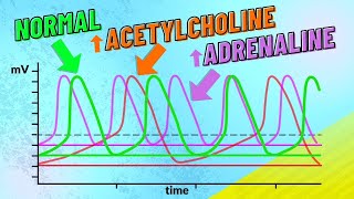 How Adrenaline and Acetylcholine Affect Heart Rate [upl. by Siskind]