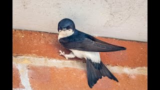 House Martins Unveiled Exploring the Lives of These Agile Aerial Acrobats [upl. by Lukash708]