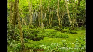 The Magical Moss Garden of the Gioji Temple in Sagano Kyoto [upl. by Amadus]