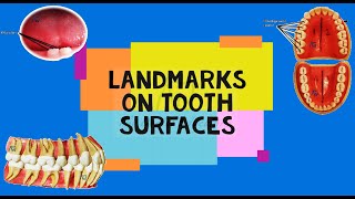 Landmarks on tooth surfaces [upl. by Aihsekan]