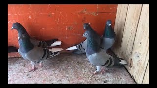 Tipplers Pigeon High Flying 2018 [upl. by Rebmyk]