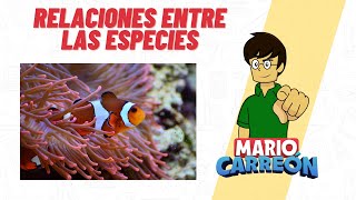 Relaciones entre las especies mutualismo comensalismo parasitismo y simbiosis [upl. by Bish91]