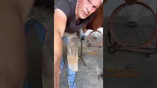 Rasping a horse foot horse  satisfying shorts farrier [upl. by Eibrik]