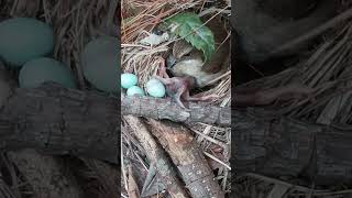 The cuckoo pushed out the third bird egg and I rescued them all back to nest杜鹃鸟把第3颗蓝色鸟蛋推出来了 cuckoo [upl. by Divad]