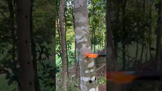 Tree Inoculation EXPLAINED [upl. by Alleoj]