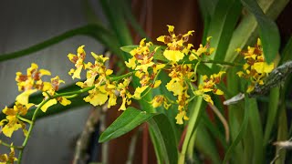 Kandyan Dancer Orchid Species Oncidium sphacelatum [upl. by Yeldah]