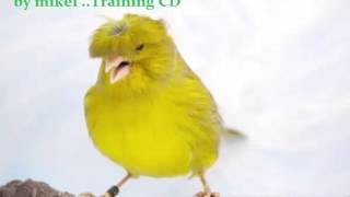 CANARY SINGING GLOSTER  Serinus canaria Traing CD [upl. by Airtemak]