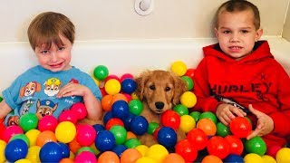 Golden Retriever PUPPY Plays in Ball Pit Water Fun [upl. by Ahsitam314]