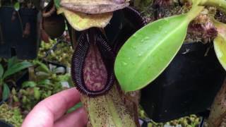 HUGE SPRING 2017 NEPENTHES PITCHER PLANT UPDATE VILLOSA CAMPANULATA PERVILLEI AND MORE [upl. by Acinom621]