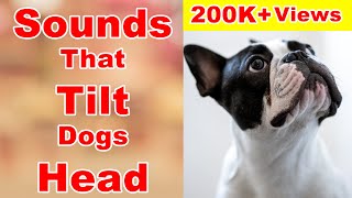 Sounds that makes dogs tilt their heads  sounds that dogs love [upl. by Azirb]