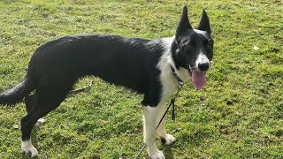 Lot 147 Jet  131124 Farmers Marts Dolgellau Online Sheepdog Auction [upl. by Lud399]