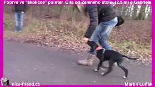 Training Pointer puppy 2 month [upl. by Melania]