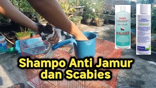 Shampo Anti Jamur  Sebazole [upl. by Kcir911]