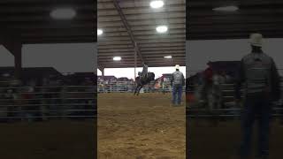 Rodeo Clarksville Tn 51416 Horse  KK of Universal Rodeos [upl. by Koby]