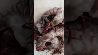 Wild Caught Fresh Ocean Prawns Cleaned At Home [upl. by Shuping110]