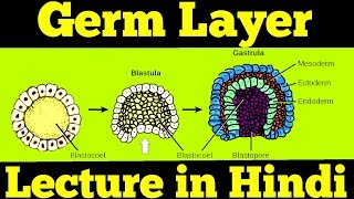 Gastrulation  Germ Layers Ectoderm Mesoderm amp Endoderm  For NEET [upl. by Nosned]