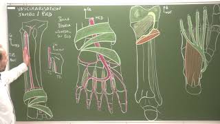 MI 9  Vascularisation de la jambe et du pied Vascularization of the leg and foot [upl. by Ing369]