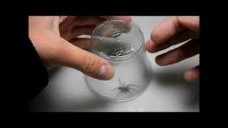 Handling a Hobo Spider Eratigena agrestis family Agelenidae [upl. by Gusella]