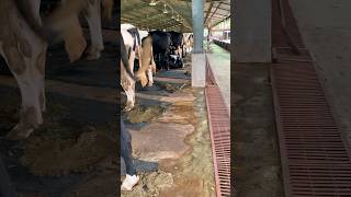 Modern Cattle Farm 🐄🐂🐄cowes farming cattles animals cow dairy [upl. by Aker]