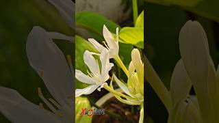 Cardwell Lilly nature naturephotography wildlife wildlifephotoghraphy [upl. by Denbrook]