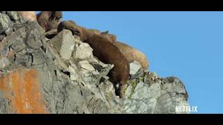 Walruses Falling From Cliff [upl. by Chancelor223]