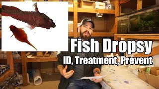 Fish Dropsy  Fish Bloat  Symptoms Causes Prevention amp Treatment [upl. by Rai]