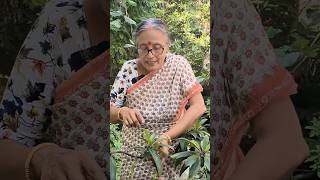 পিঁপড়েও দুধ খাওয়ার জন্য গরু পোষে জানেন নাকিkitchengarden pesticides gardeningtips [upl. by Ddene]