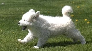 Большая пиренейская овчарка Pyrenean Shepherd Породы собак Dog Breed [upl. by Iam]