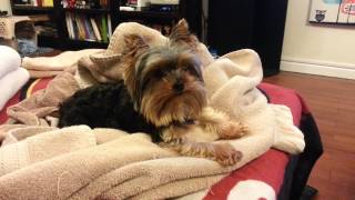 Yorkie suspicious of dogs barking on TV [upl. by Dennison]