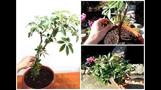 How to Grow and Care for Schefflera Plant [upl. by Mizuki877]