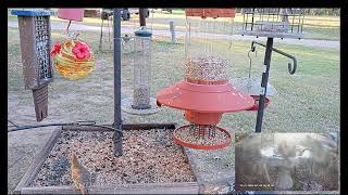 North Texas Front Yard Bird feeders Live New Camera Great video [upl. by Abran499]