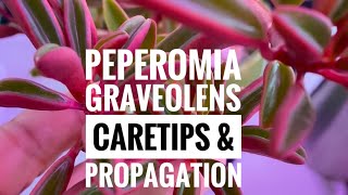 Plant Vlog 019  PEPEROMIA GRAVEOLENS  Peperomia Ruby Glow  General Care amp Propagation [upl. by Lleksah]