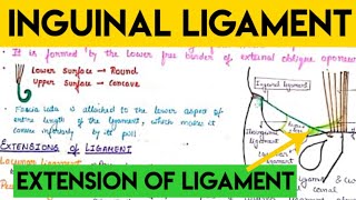 inguinal ligament anatomy [upl. by Shauna]