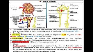 7 Renal system Physiology شرح بالعربي [upl. by Nodarse]