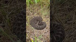 Eastern massasauga rattlesnake [upl. by Atinwahs]