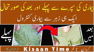 How to control cotton diseases Control of Sufaid makhi Tela amp Mealy Bugs kisaanTime کسان ٹائم [upl. by Aenad]