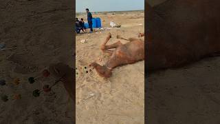 Painful Camel 😭livestock animals petcare camel minizookashi cow cowmandipk cattlefarm [upl. by Granthem]