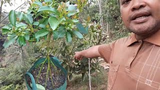 GRAFTING ROOT TREE EXCAMPLE METODE [upl. by Zebulen]