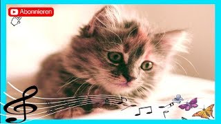 🐱 Katzenmusik Musik entworfen für Katzen  Diese Musik zieht Katzen GuteLauneMusik [upl. by Elleval]