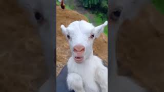 agrifarming short videos 🐐 goat animals agrifull goatfarming goatfarmingbusiness [upl. by Alf505]