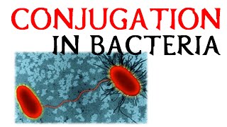 Conjugation in bacteria [upl. by Azarria]