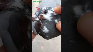 pigeon pox treatment ✅💯🕊️ viral viralvideo viralshorts youtubeshorts birds edit [upl. by Adnahsam]